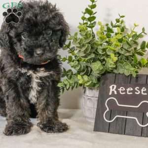 Reese, Havapoo Puppy