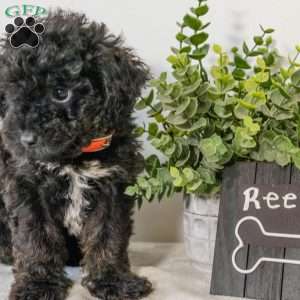 Reese, Havapoo Puppy