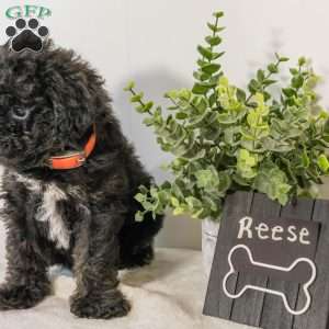 Reese, Havapoo Puppy