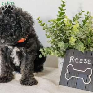 Reese, Havapoo Puppy