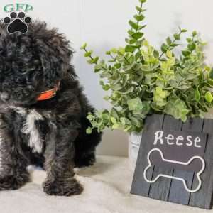 Reese, Havapoo Puppy