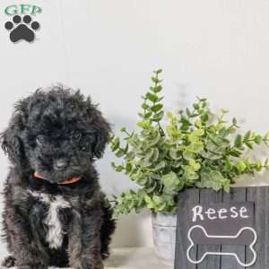 Reese, Havapoo Puppy