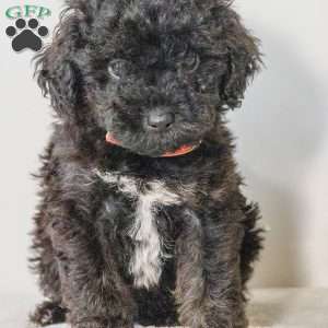 Reese, Havapoo Puppy