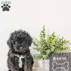 Reese, Havapoo Puppy