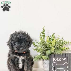 Reese, Havapoo Puppy