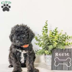 Reese, Havapoo Puppy