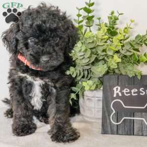 Reese, Havapoo Puppy