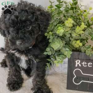 Reese, Havapoo Puppy