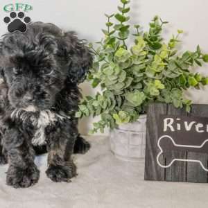 River, Havapoo Puppy
