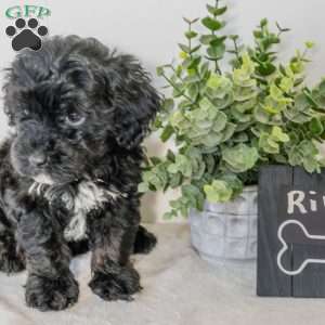 River, Havapoo Puppy