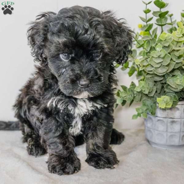 River, Havapoo Puppy