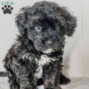 River, Havapoo Puppy