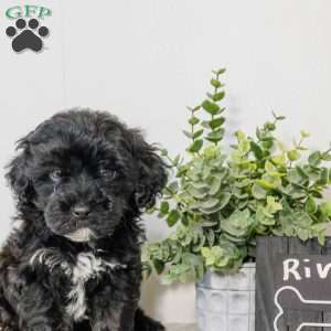 River, Havapoo Puppy