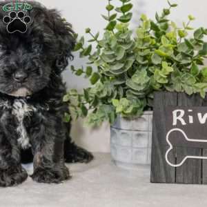 River, Havapoo Puppy