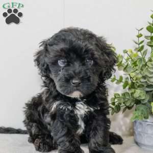 River, Havapoo Puppy