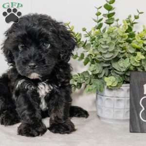 River, Havapoo Puppy