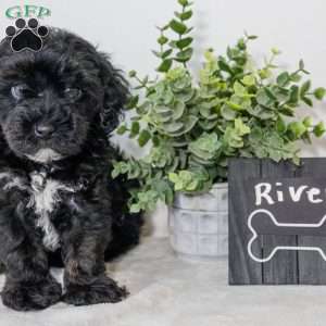 River, Havapoo Puppy