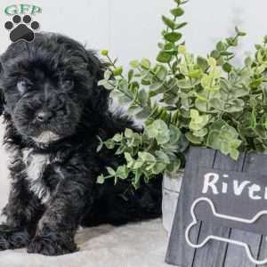 River, Havapoo Puppy