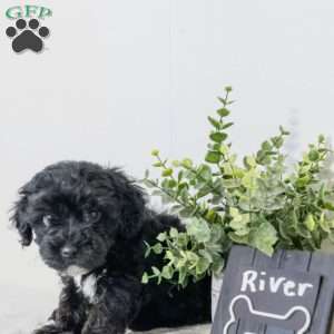 River, Havapoo Puppy