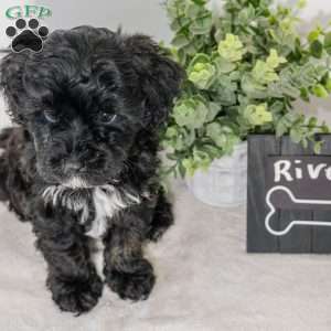 River, Havapoo Puppy