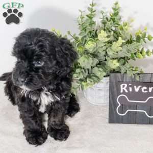 River, Havapoo Puppy