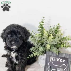 River, Havapoo Puppy