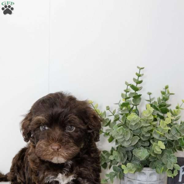 Rusty, Havapoo Puppy