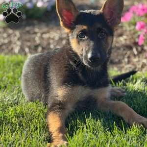 Renee, German Shepherd Puppy