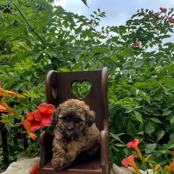Tarzan, Miniature Poodle Puppy