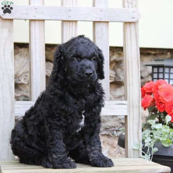 Andrew, Standard Poodle Puppy
