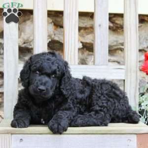Andrew, Standard Poodle Puppy