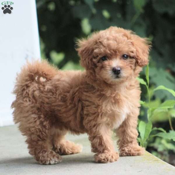 Asia, Miniature Poodle Mix Puppy