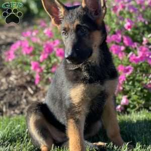 Renee, German Shepherd Puppy