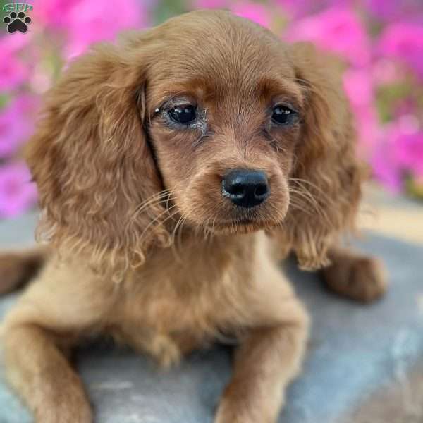 Trina, Cavapoo Puppy