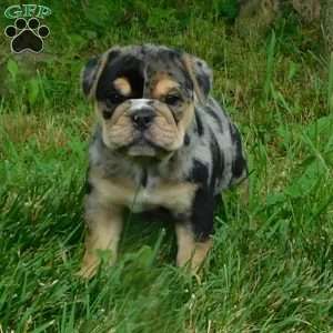 Bella, Miniature Bulldog Puppy