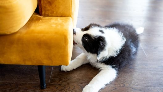 How to Stop Your Dog From Chewing on Your Furniture and Baseboard