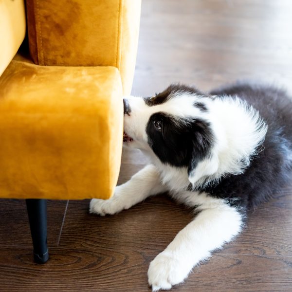 border collie puppy biting yellow couch