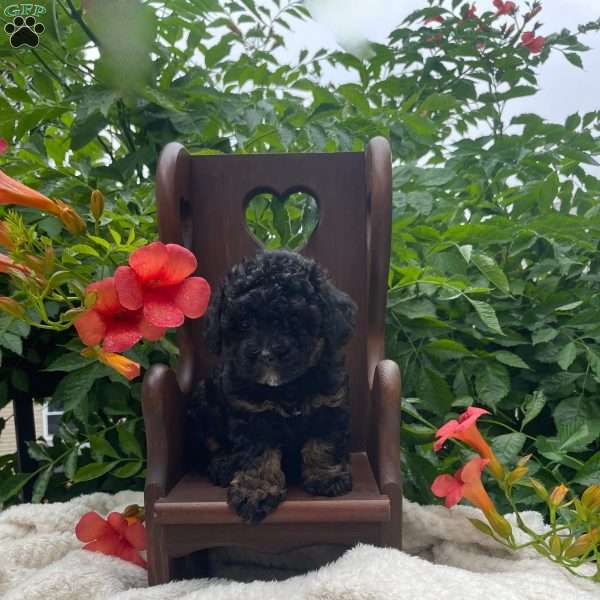 Teddy, Miniature Poodle Puppy