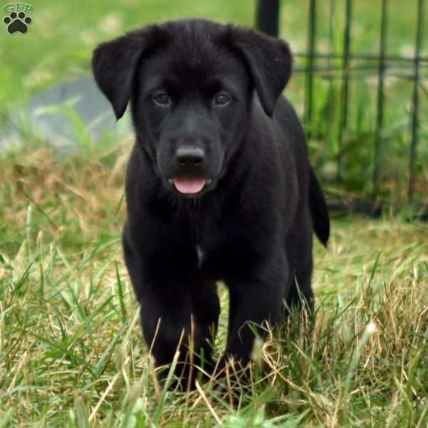 Caballero, Labrador Mix Puppy