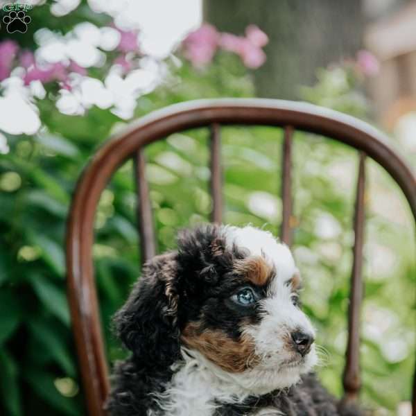 Callie, Mini Bernedoodle Puppy
