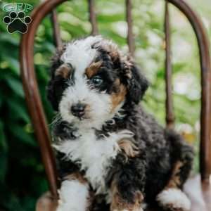 Callie, Mini Bernedoodle Puppy