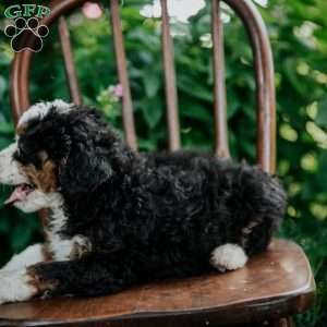 Callie, Mini Bernedoodle Puppy