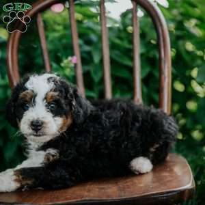 Callie, Mini Bernedoodle Puppy