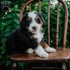 Callie, Mini Bernedoodle Puppy