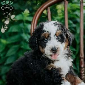 Callie, Mini Bernedoodle Puppy