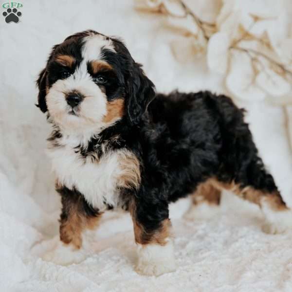 Callie, Mini Bernedoodle Puppy
