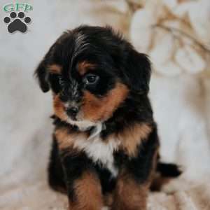 Candy, Mini Bernedoodle Puppy