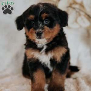 Candy, Mini Bernedoodle Puppy