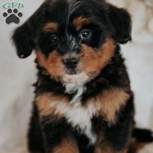 Candy, Mini Bernedoodle Puppy