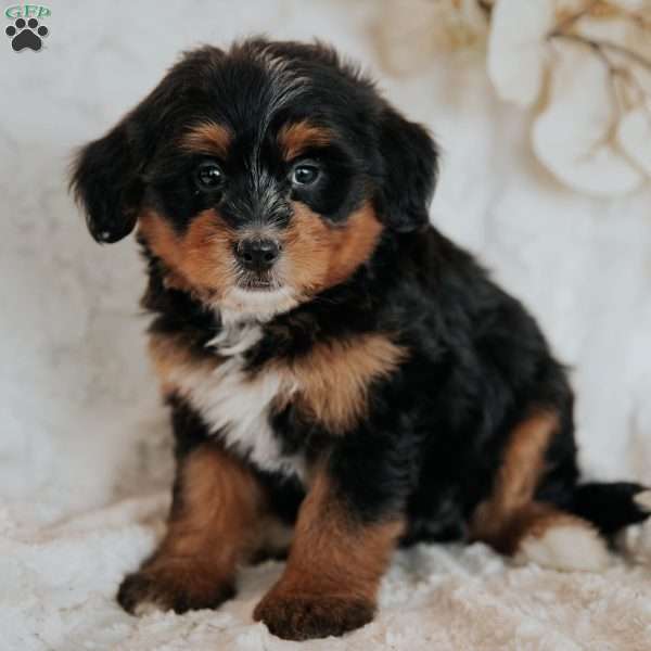 Candy, Mini Bernedoodle Puppy
